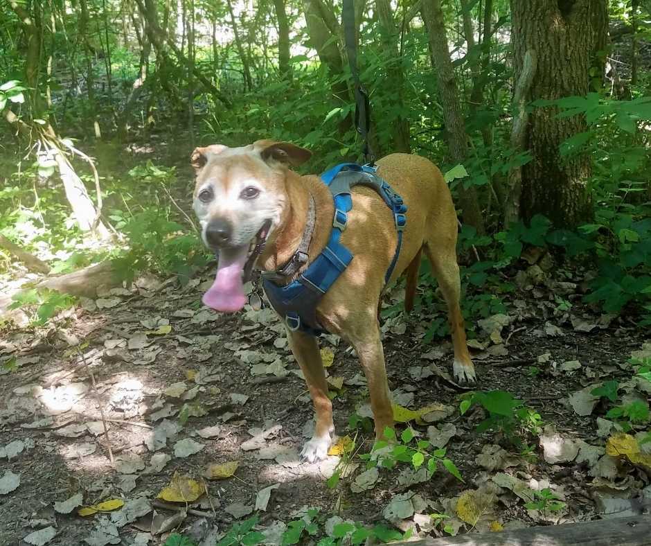 A 10-year-old pit bull mix with his tongue hanging out after a fun hike in the woods